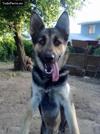 La foto del perro