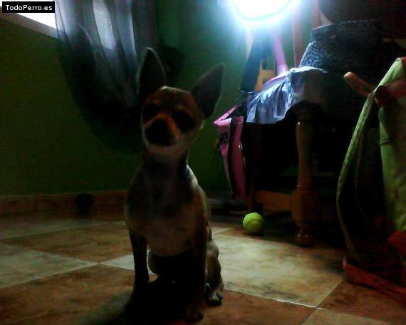 La foto del perro