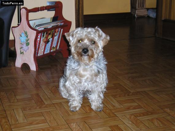 La foto del perro