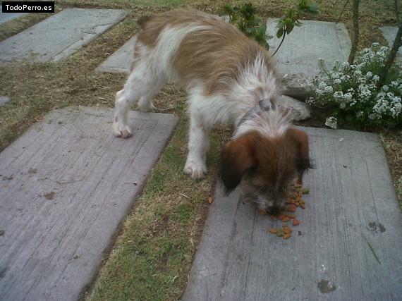 Foto del perro Qira