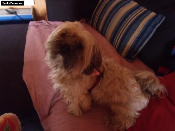 La foto del perro