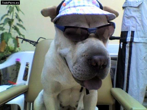 La foto del perro