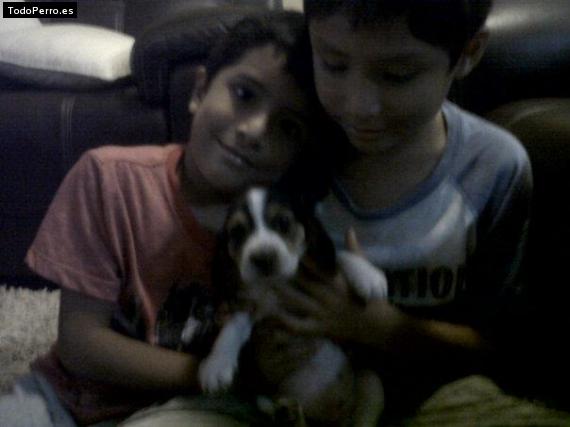 La foto del perro