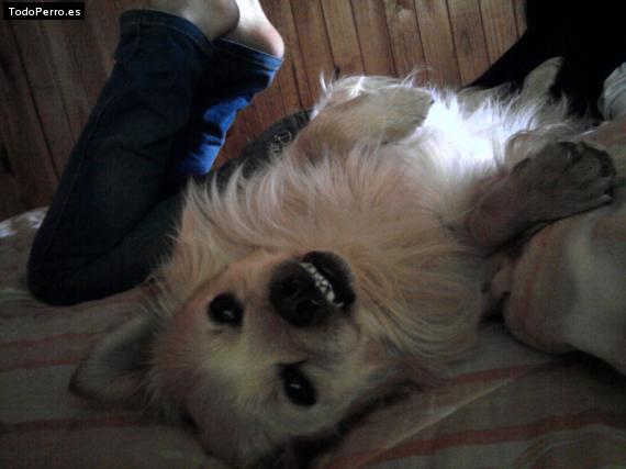 La foto del perro