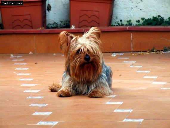 La foto del perro
