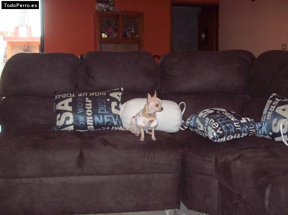La foto del perro