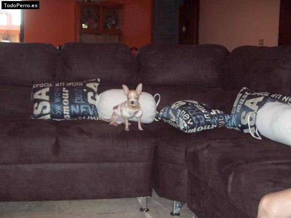 La foto del perro