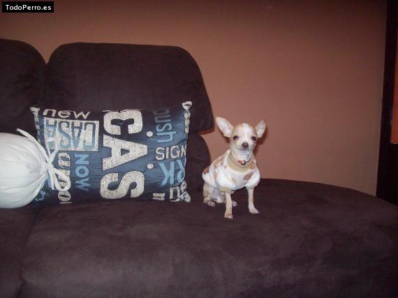 La foto del perro