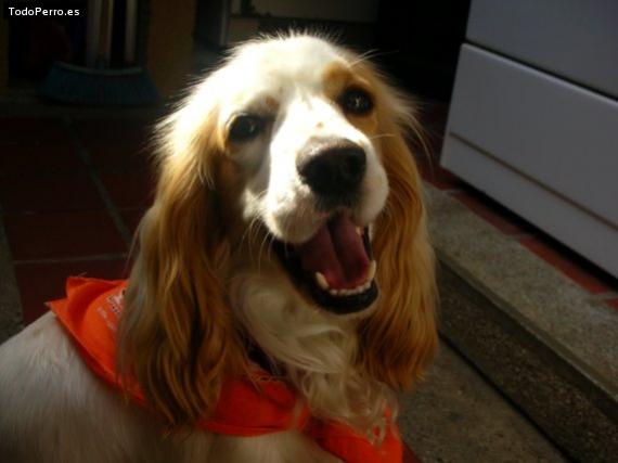 La foto del perro