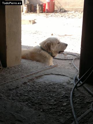 La foto del perro