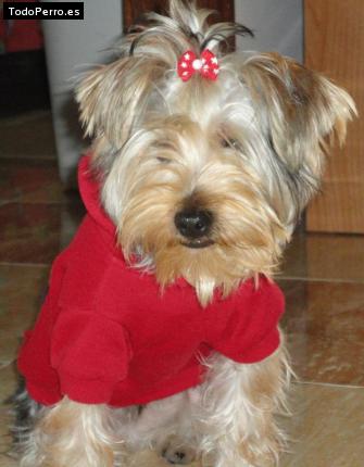 La foto del perro
