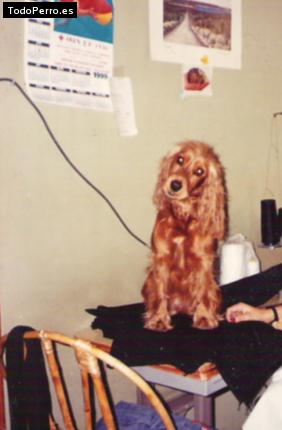 La foto del perro
