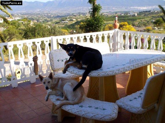 La foto del perro