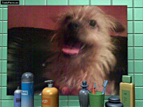 La foto del perro