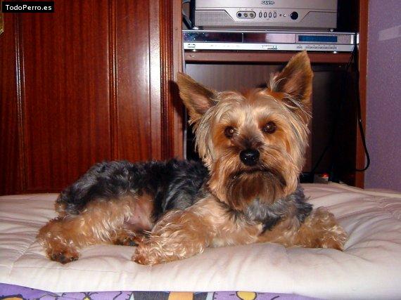 La foto del perro