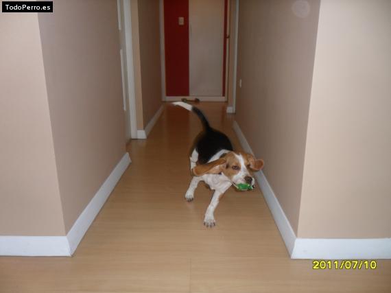 La foto del perro