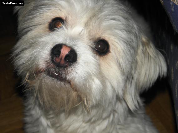 La foto del perro