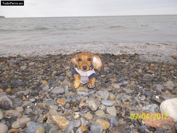 La foto del perro