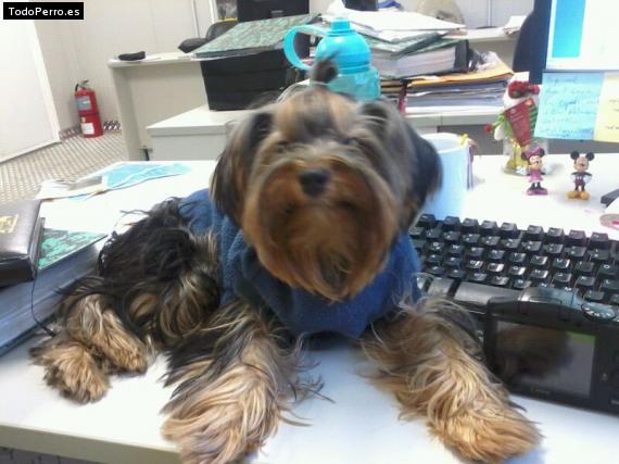 La foto del perro