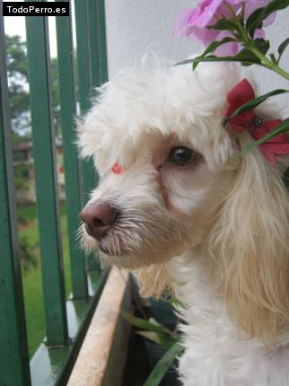 La foto del perro