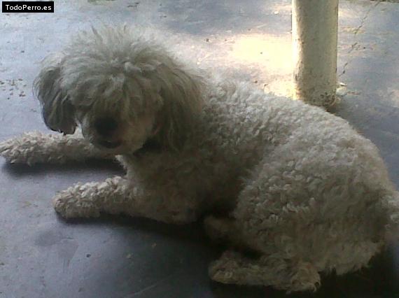 La foto del perro