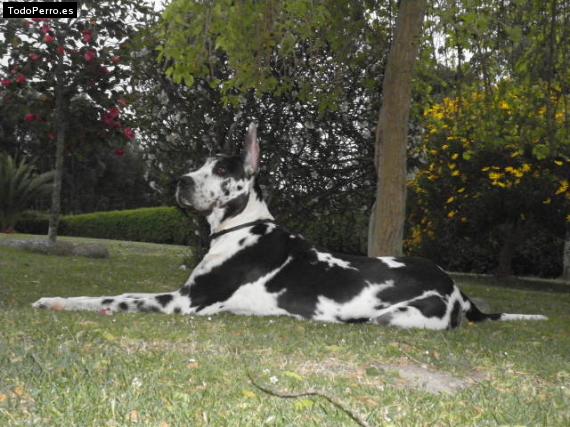 La foto del perro