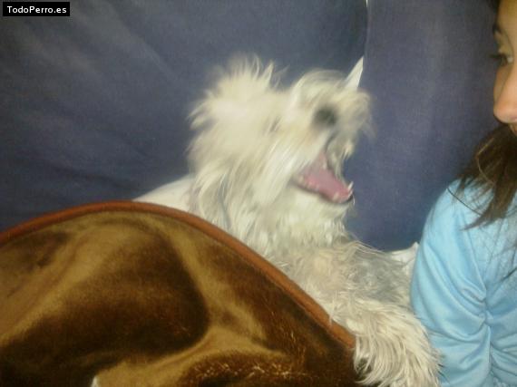 La foto del perro