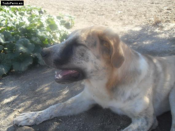 La foto del perro