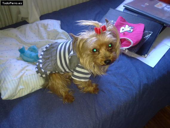 La foto del perro