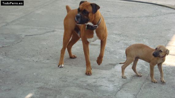 La foto del perro