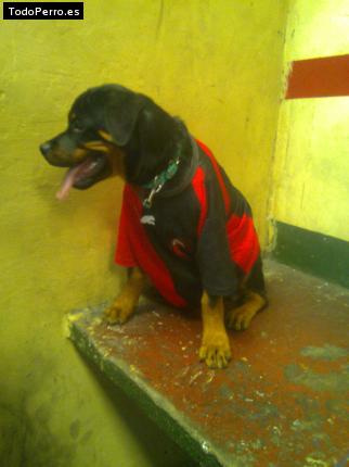 La foto del perro