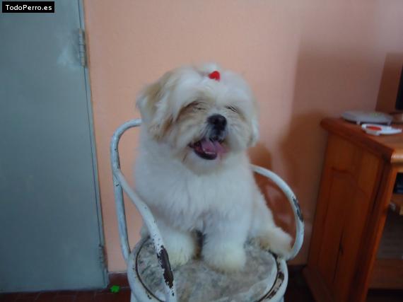 La foto del perro