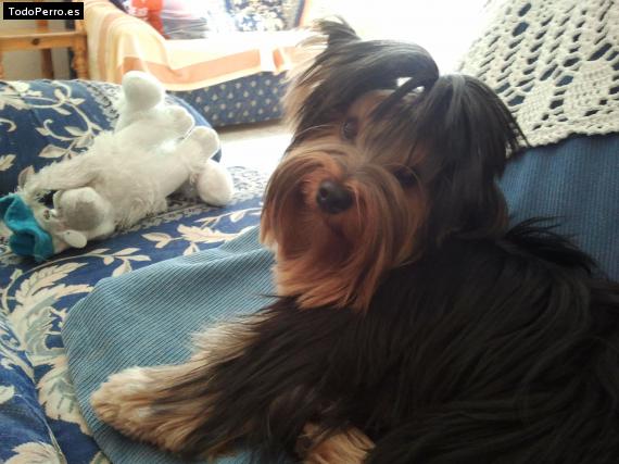 La foto del perro