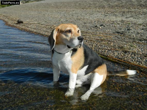 La foto del perro
