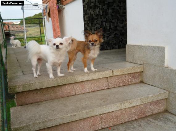 Foto del perro Romy y pumba