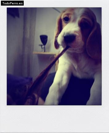 La foto del perro