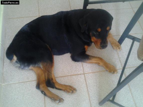 La foto del perro