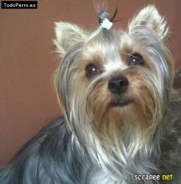 La foto del perro