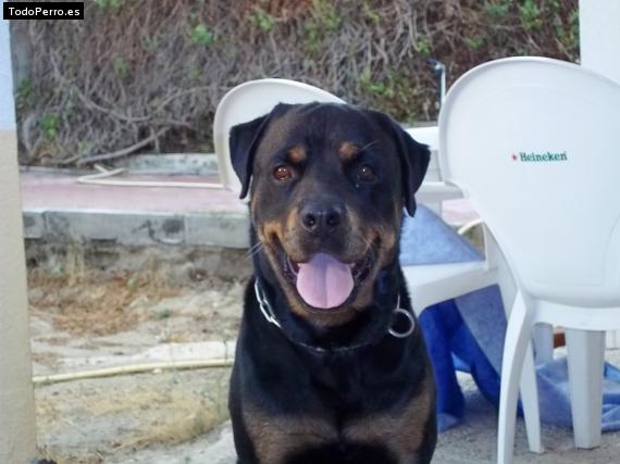 La foto del perro