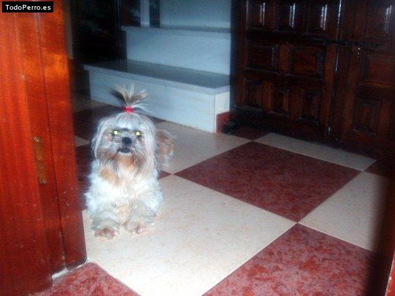 La foto del perro