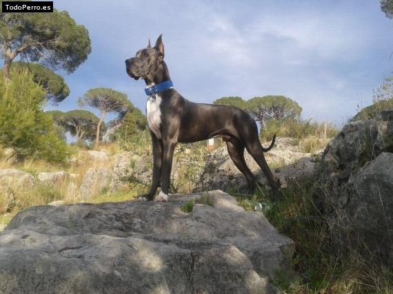 La foto del perro