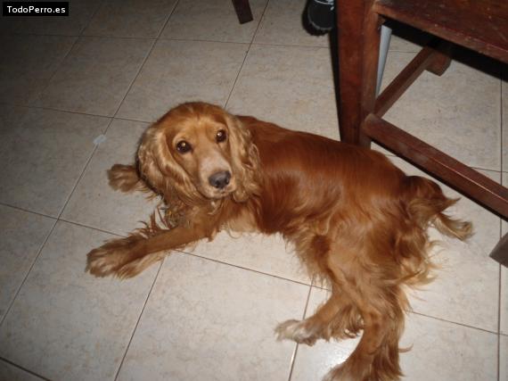 La foto del perro
