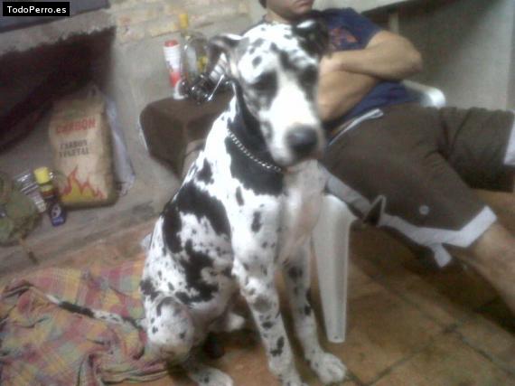 La foto del perro