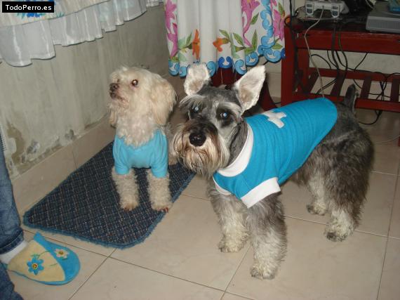 La foto del perro