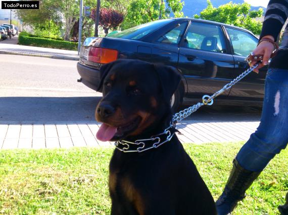 La foto del perro
