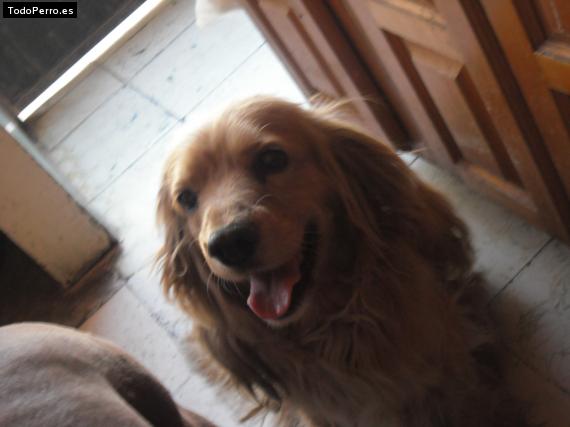La foto del perro