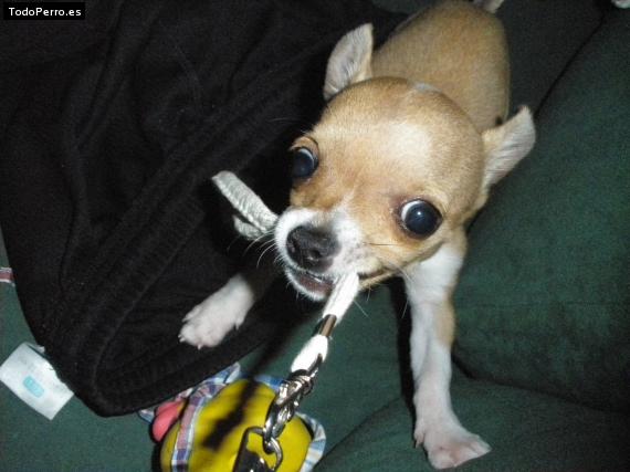 La foto del perro