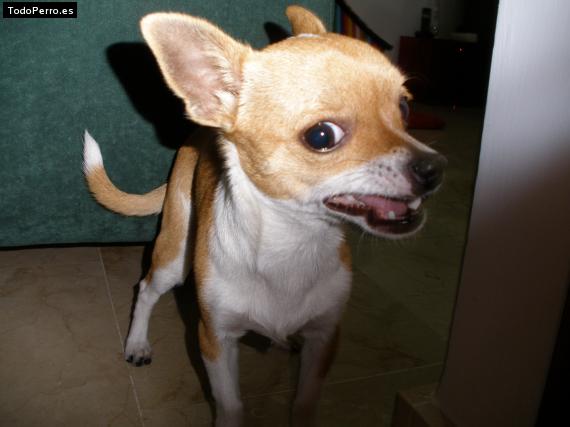 La foto del perro