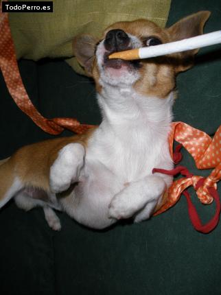 La foto del perro