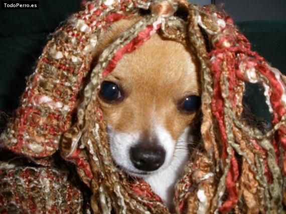 La foto del perro